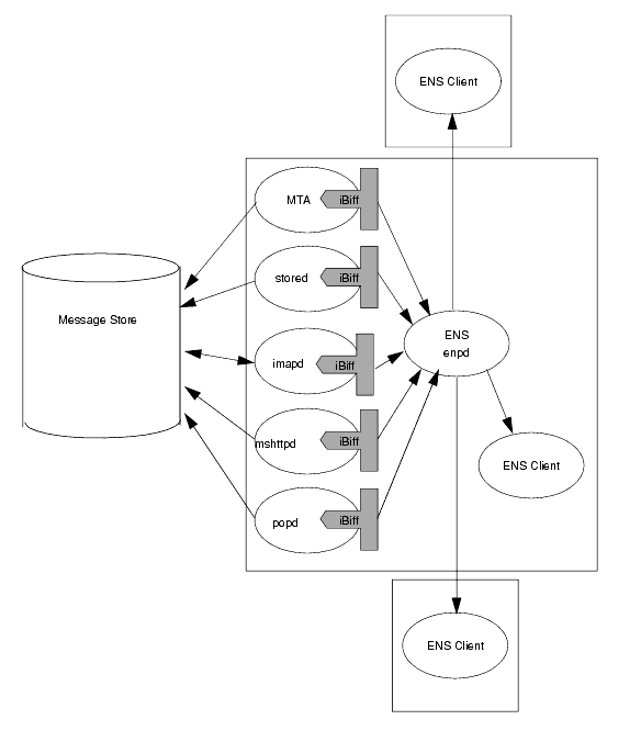 ENS clients subscribe to notifications and receives (consumes) them. Notifications flow from the iBiff plug-in in the MTA, stored, and imap processes. 