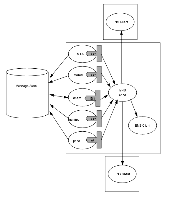 ENS clients subscribe to notifications and receives (consumes) them. Notifications flow from the iBiff plug-in in the MTA, stored, and imap processes. 